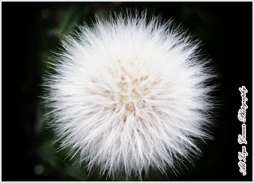 Countryside Mysterious Balls of Fluff ...