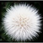 Countryside Mysterious Balls of Fluff ...