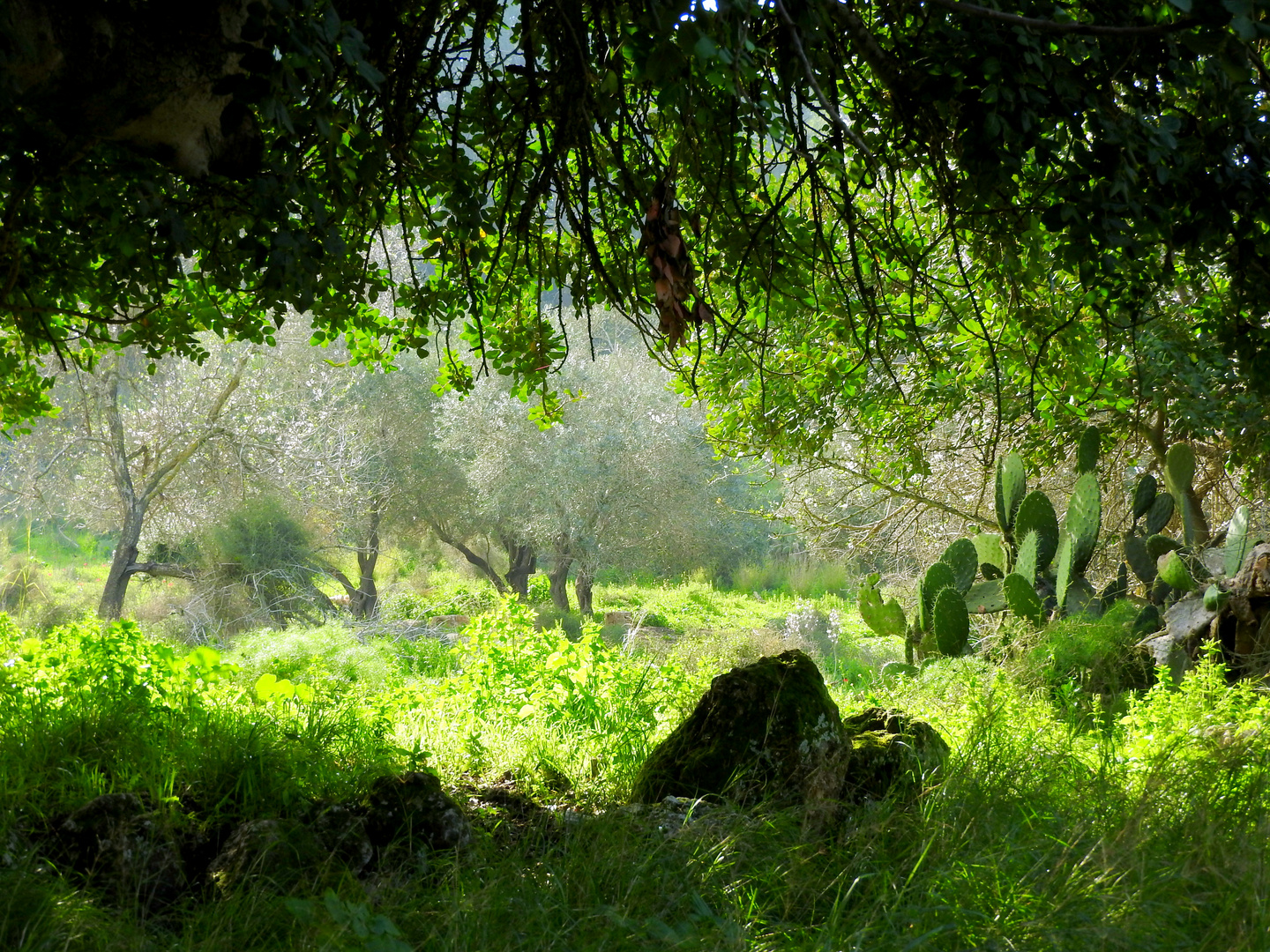 Countryside near Beit Shemesh