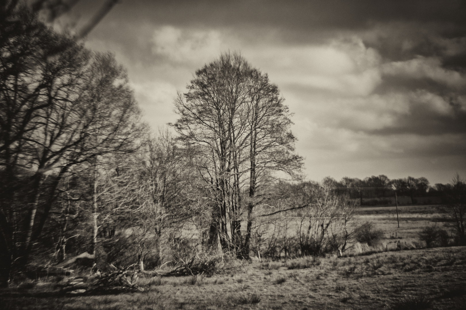 Countryside - Trees