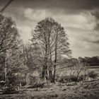 Countryside - Trees