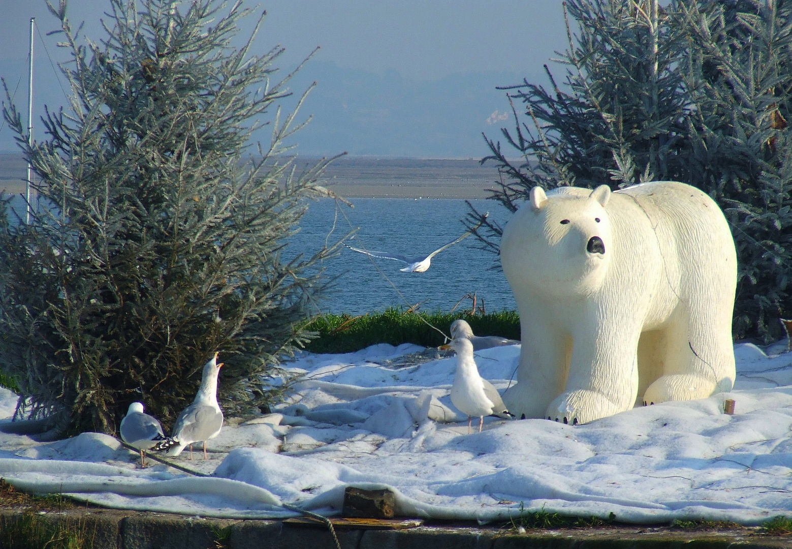 Coup de froid sur la côte !!!