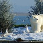 Coup de froid sur la côte !!!