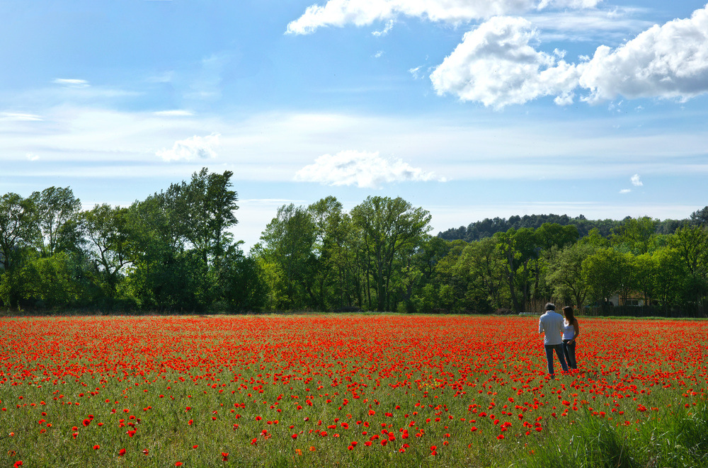 Coup de pinceau rouge....... coquelicot...