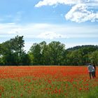 Coup de pinceau rouge....... coquelicot...