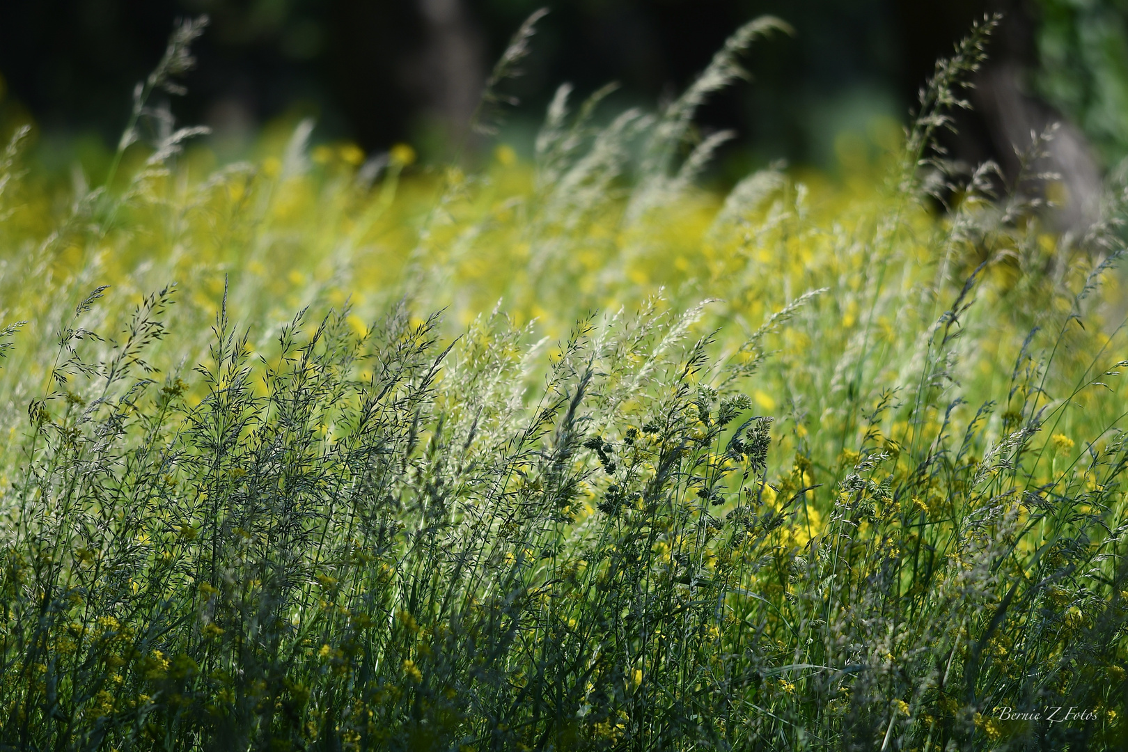 Coup de projecteur sur les herbes