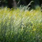 Coup de projecteur sur les herbes