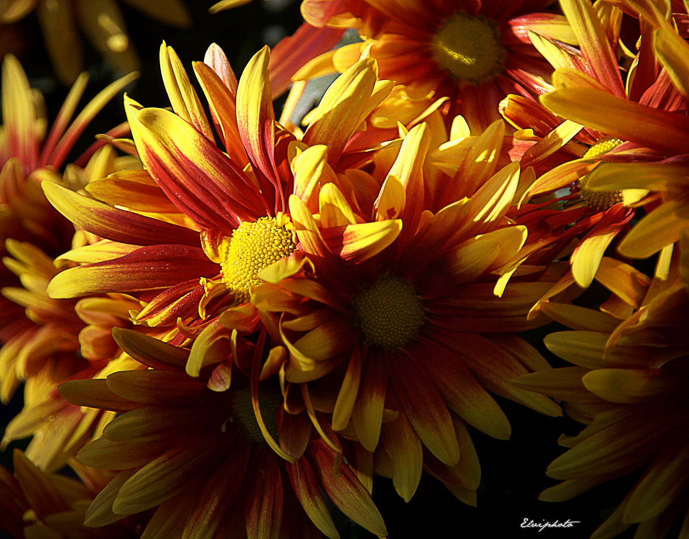 Coup de soleil sur mes chrysanthèmes
