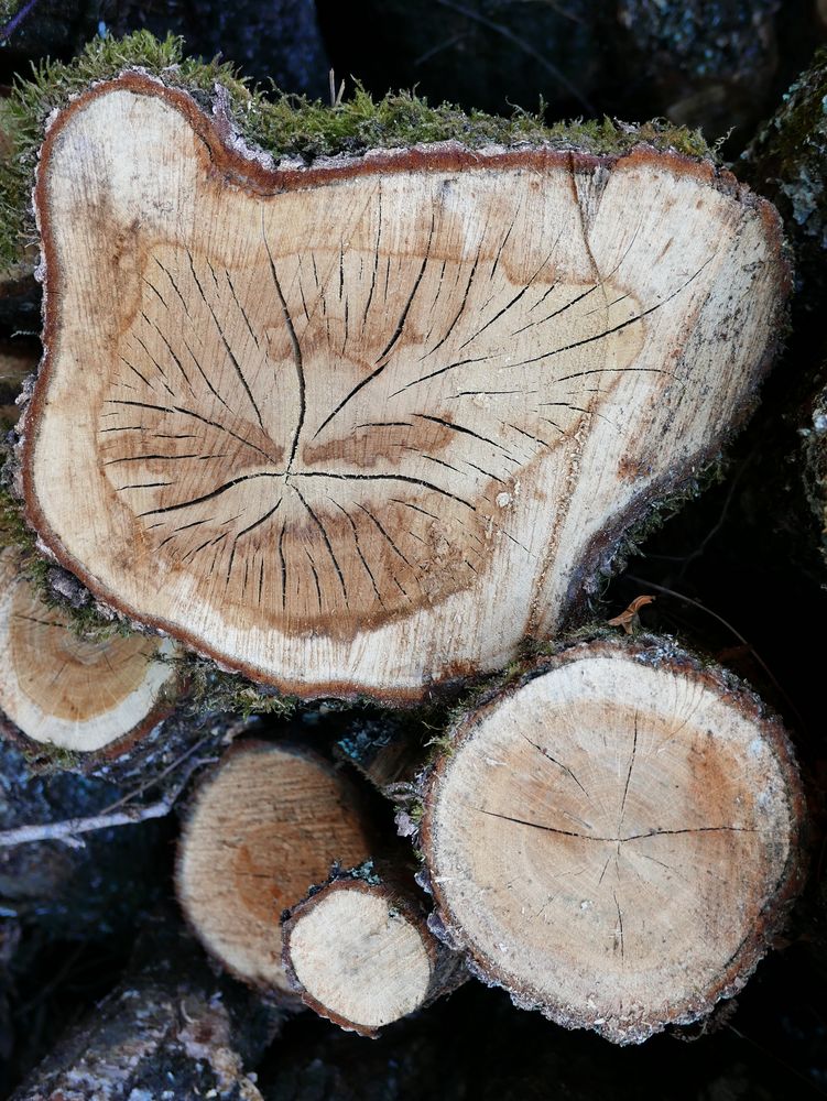 coupe de bois de charme photo et image | nature Images fotocommunity