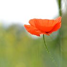 Coupe de coquelicot