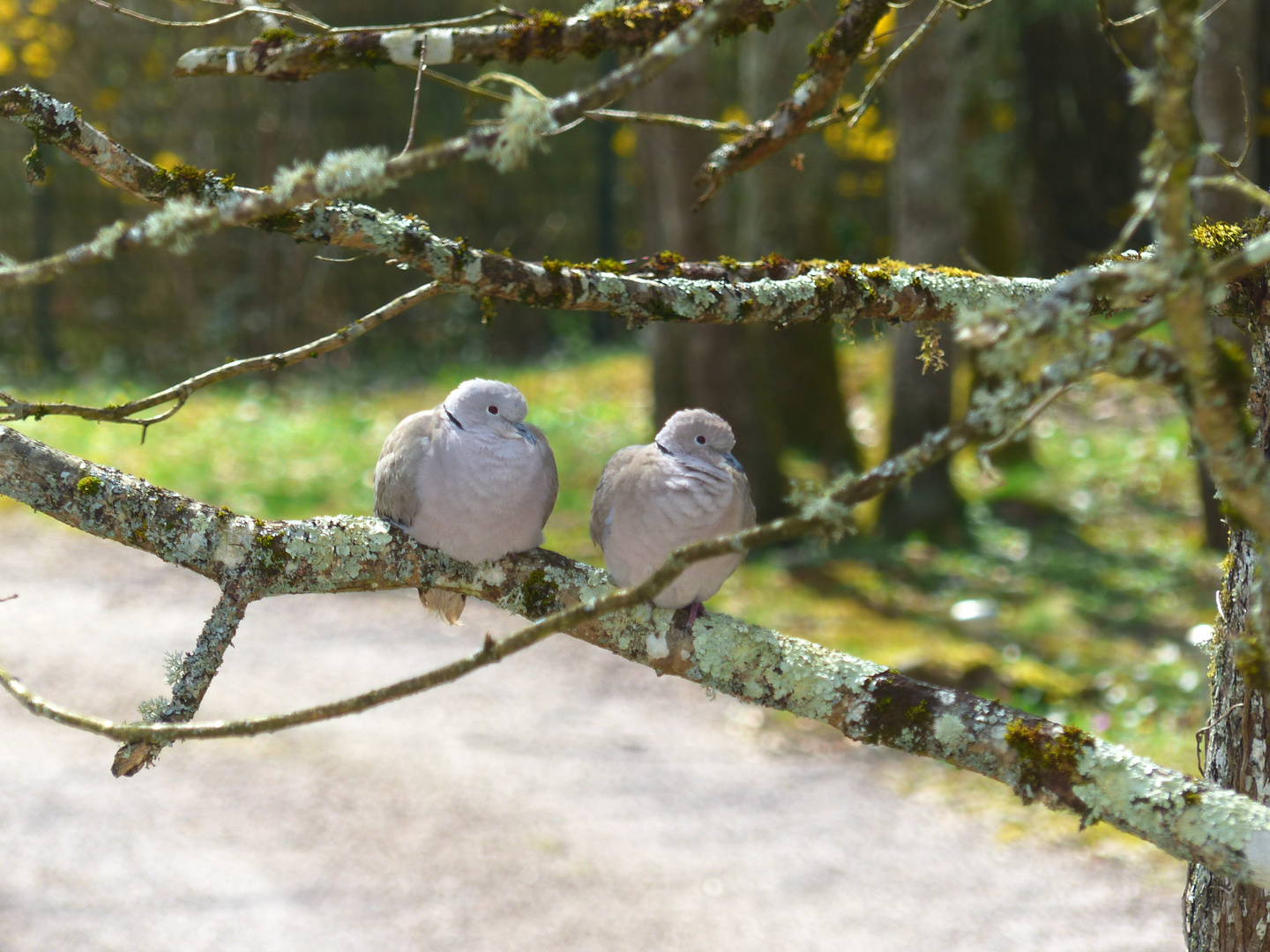 couple