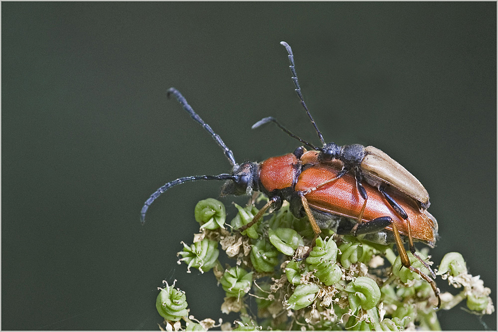 Couple à la Dubout