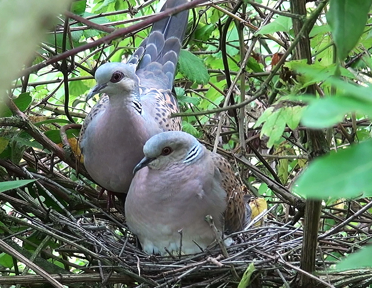 Couple au nid