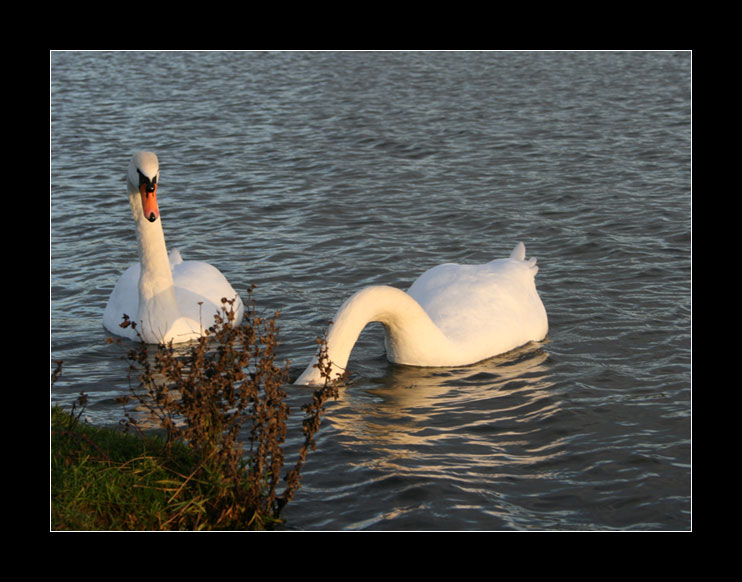 Couple au soleil couchant