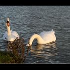 Couple au soleil couchant