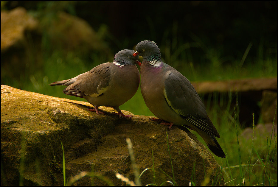 Couple d´amoureux