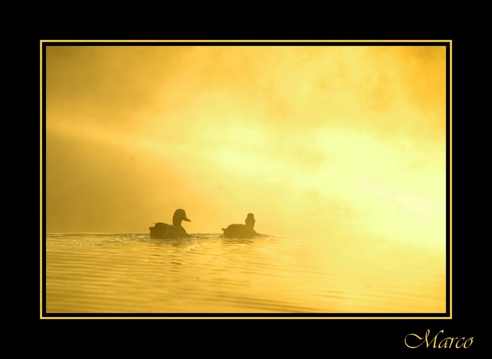 couple dans une brume d'or