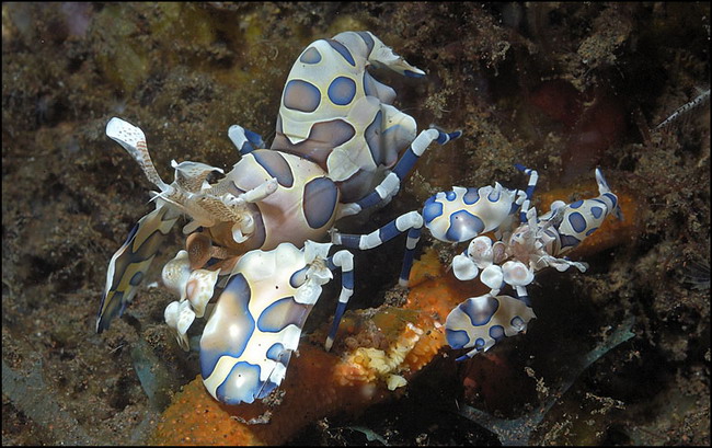 Couple d'Arlequin