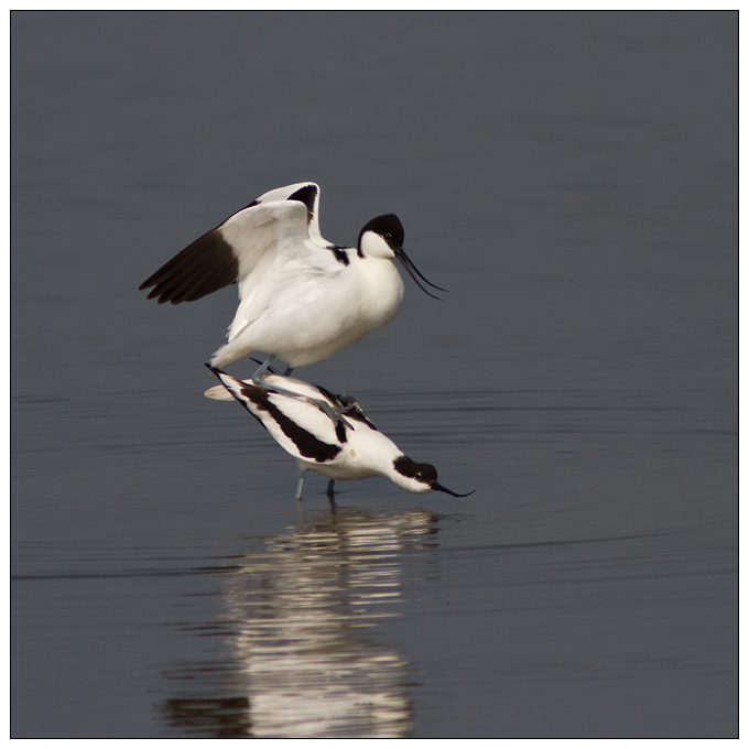 Couple d'avocettes