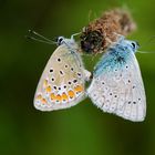 Couple d'azurés (sud gironde)