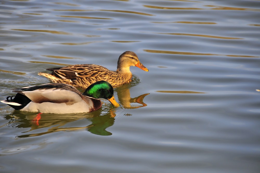 COUPLE DE CANARDS