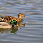 COUPLE DE CANARDS