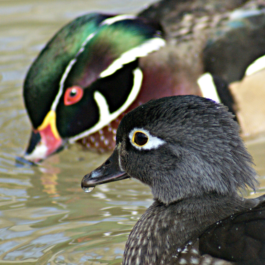 couple de canards carolins