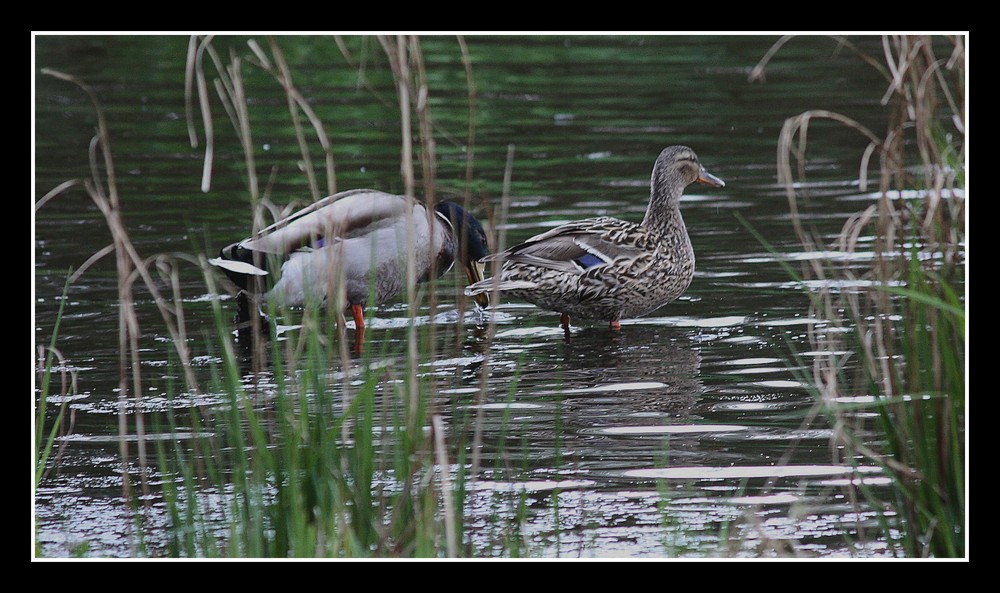 " Couple de canards dans le marais "