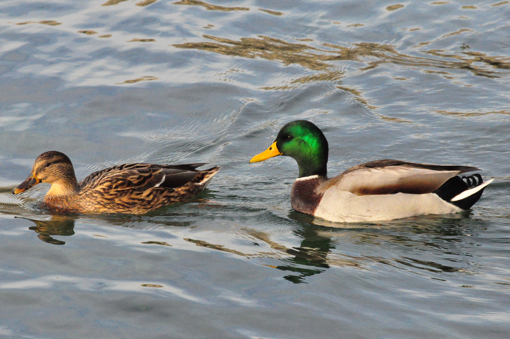 couple de canards, lac de Neuchâtel (CH)