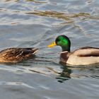 couple de canards, lac de Neuchâtel (CH)