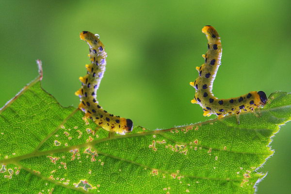 Couple de Chenilles Acrobates