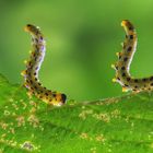 Couple de Chenilles Acrobates