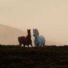 Couple de chevaux