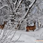 couple de chevreuils dans une tempète de neige dans le Haut-Doubs