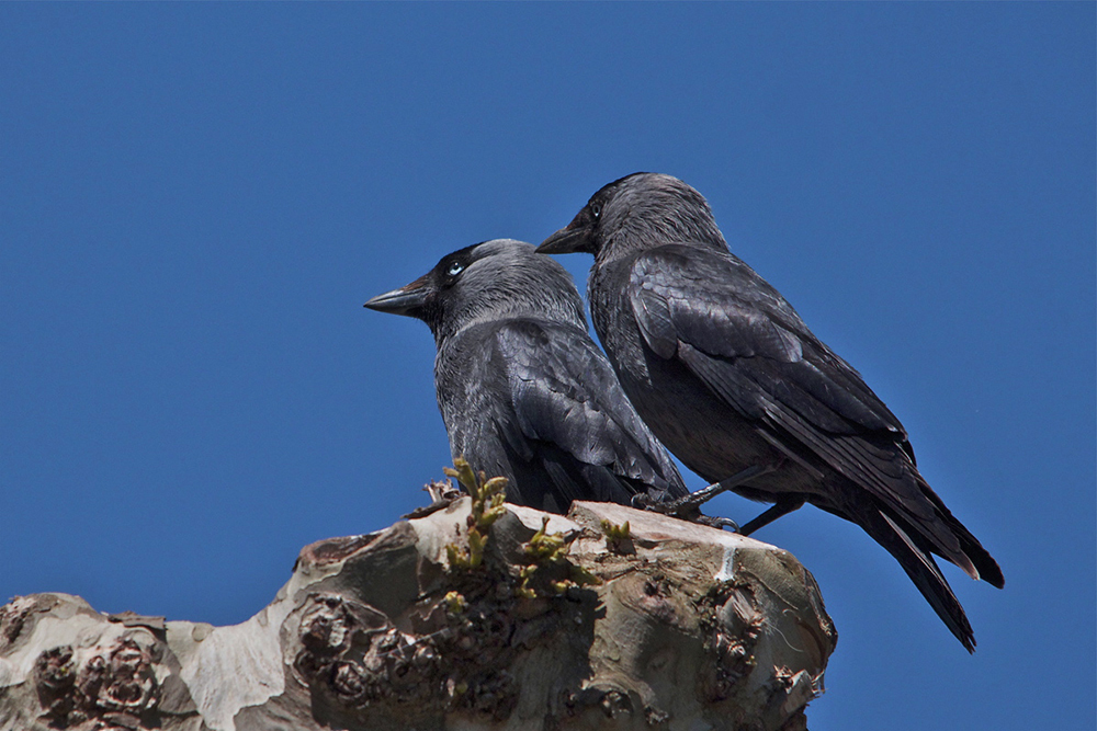 Couple de Choucas des Tours