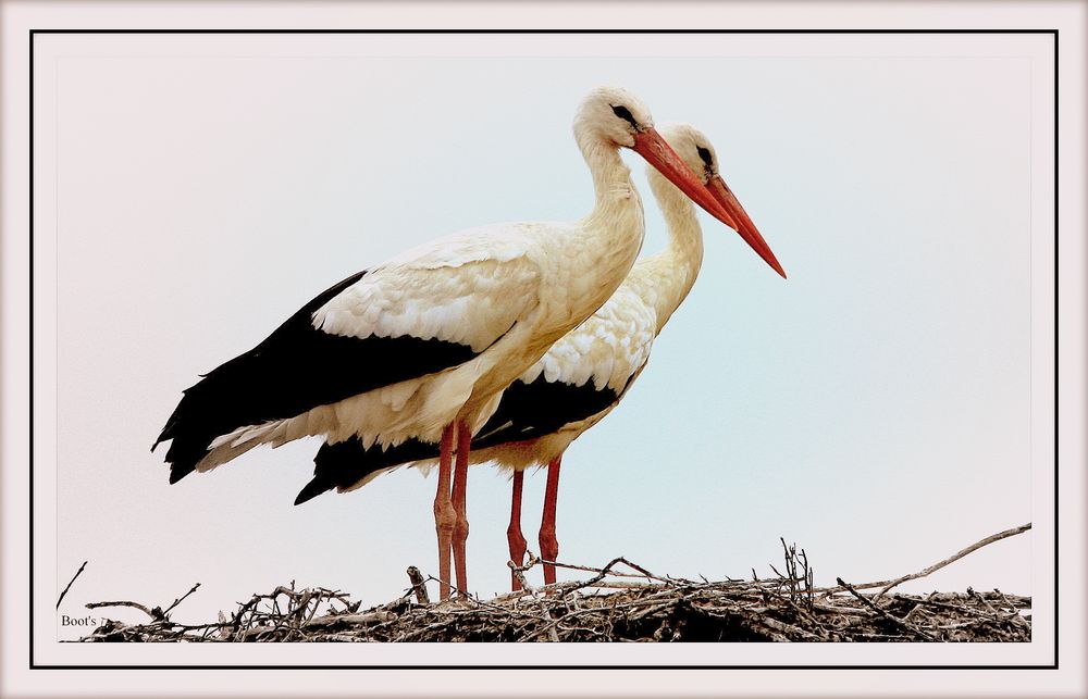 Couple de cigogne à Port Maubert