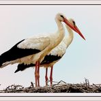 Couple de cigogne à Port Maubert