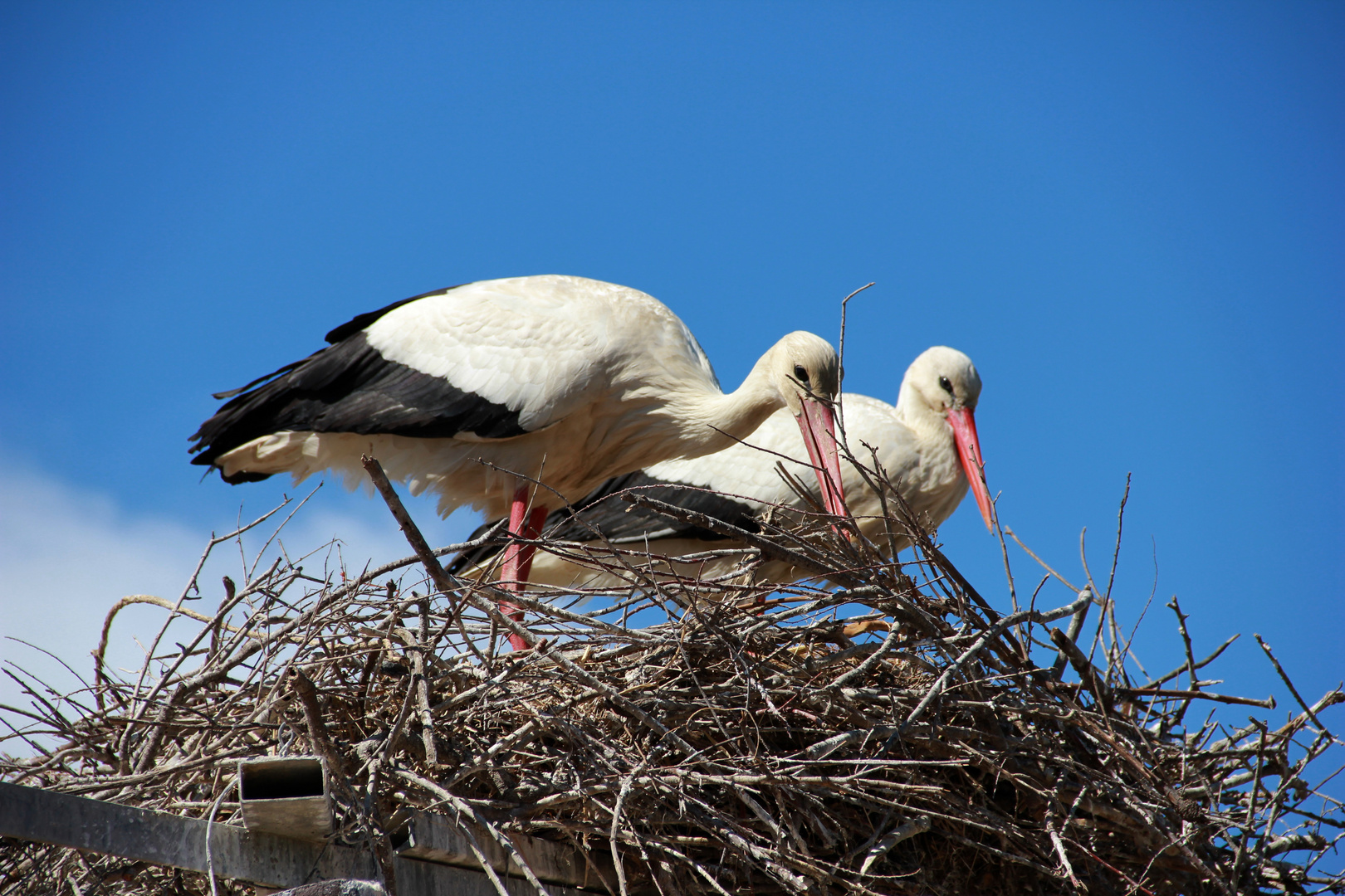 couple de cigognes