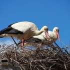 couple de cigognes