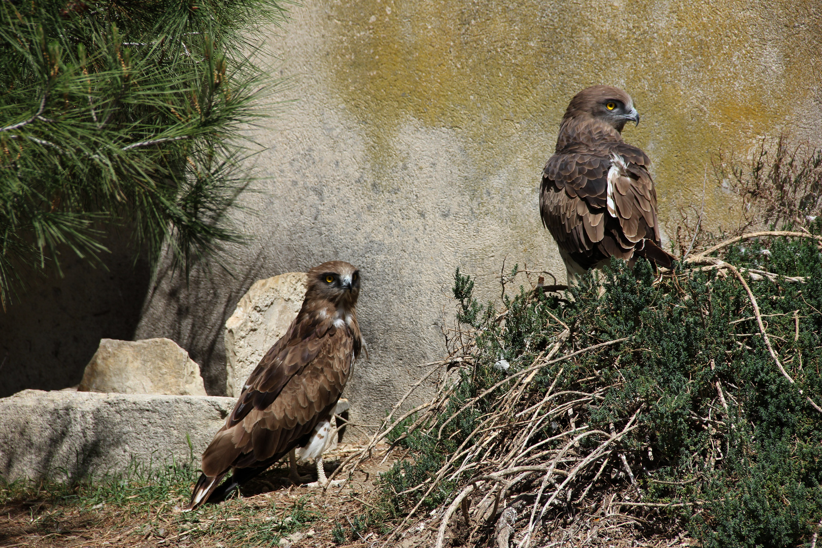 couple de circaètes jean le blanc