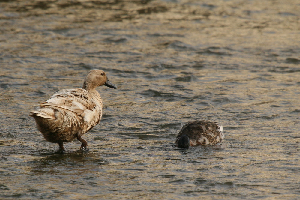 couple de col vert