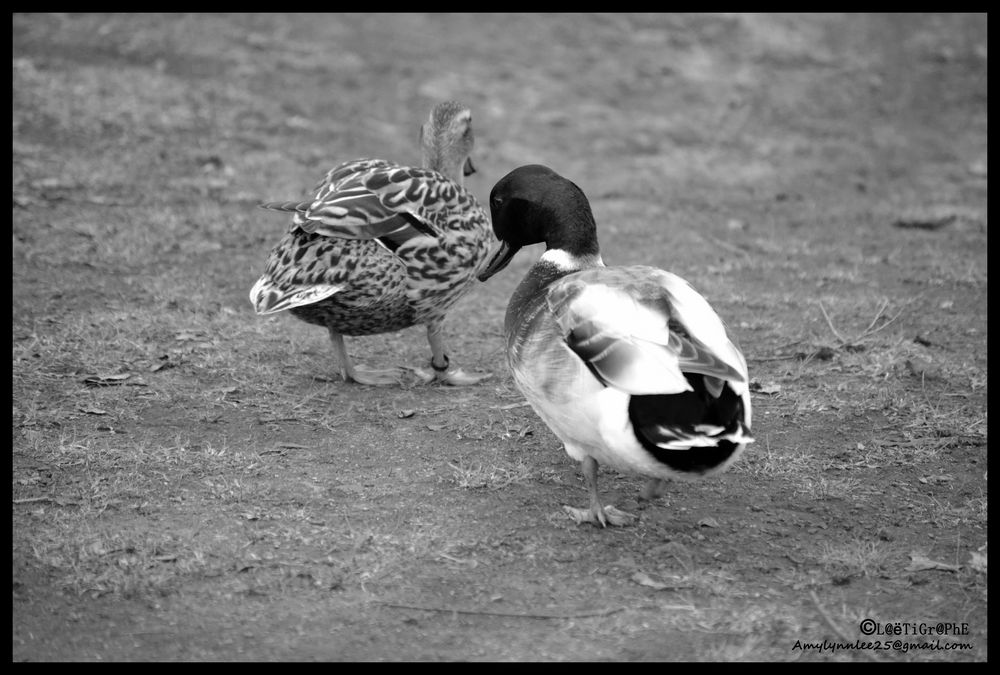 Couple de Colvert