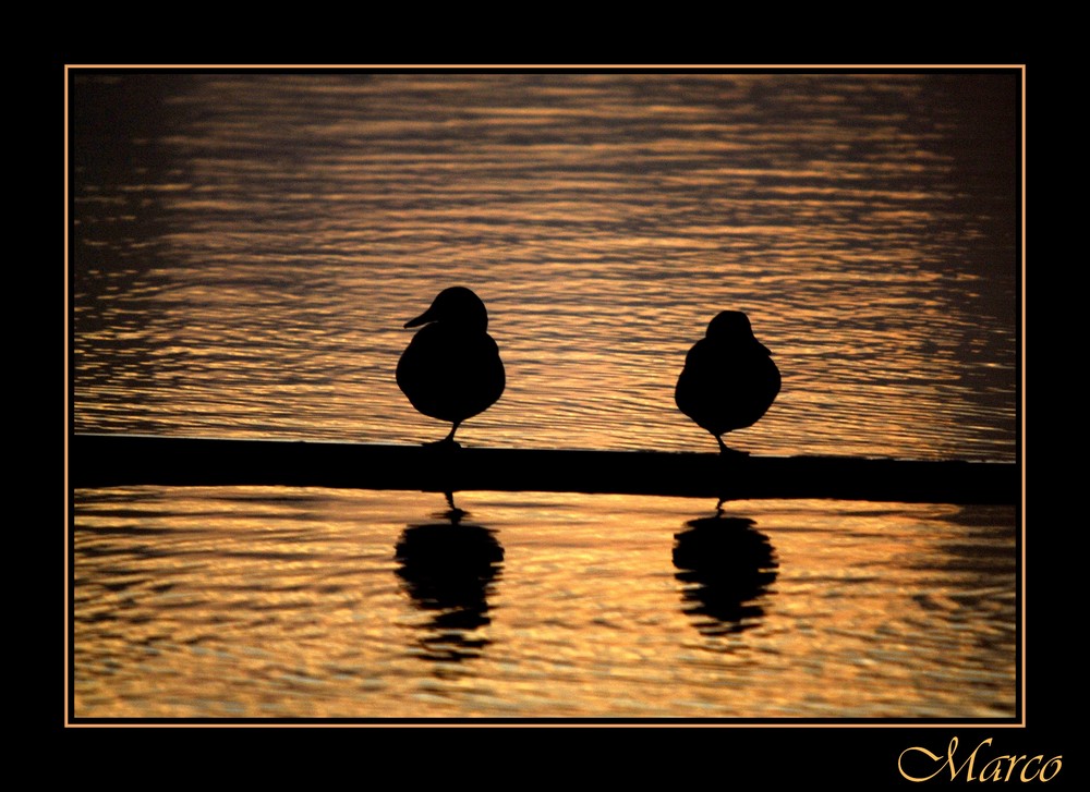 couple de colvert