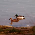 couple de colvert en ballade