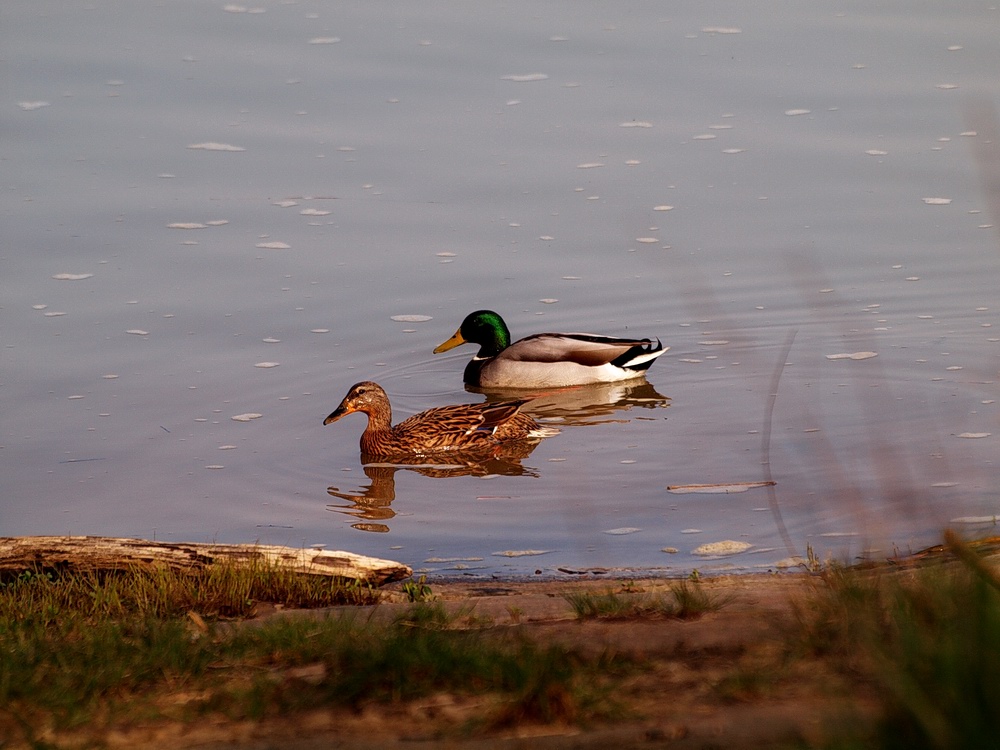 couple de colvert en ballade