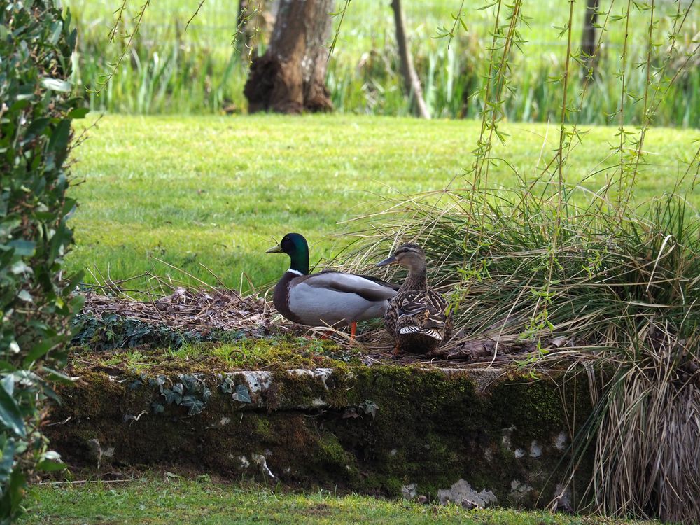 Couple de colverts