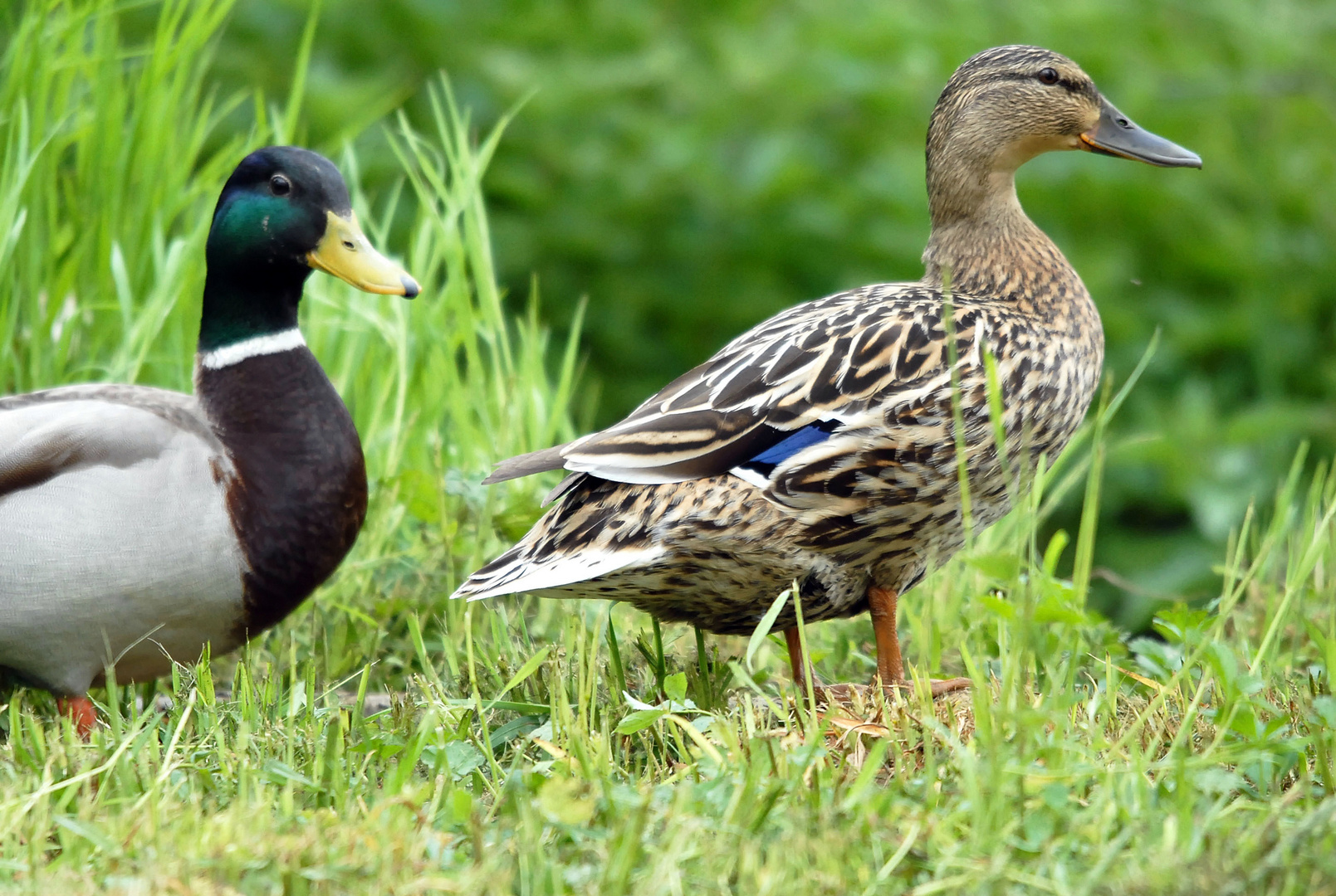 Couple de colverts.