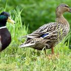 Couple de colverts.