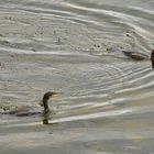 Couple de cormorans