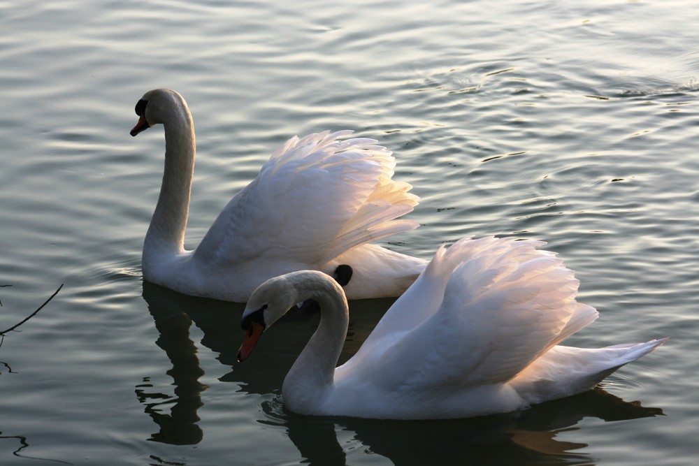 couple de cygne